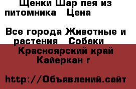 Щенки Шар пея из питомника › Цена ­ 25 000 - Все города Животные и растения » Собаки   . Красноярский край,Кайеркан г.